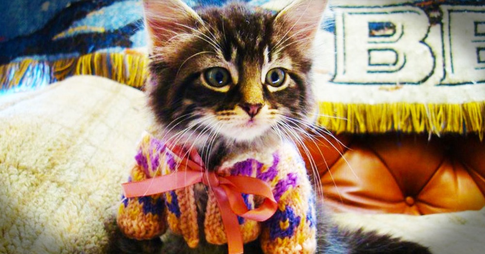 These 16 Animals In Sweaters Are Out of Control Cute.This Time I Couldn't Even Pick a Favorite.