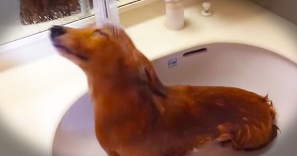 They Decided To Give The Dog A Bath, And Then THIS Happened. I Almost Can't Handle The Cute!
