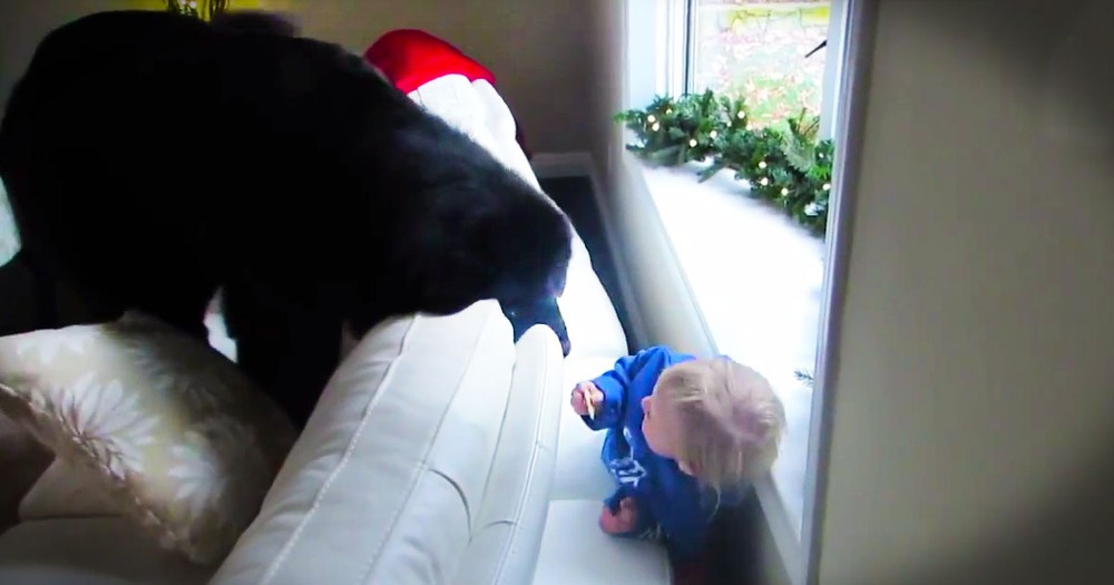 This Sweet Girl Has The BEST Hide And Seek Buddy--Her Pup! This Epic Game Just Can't Get Any Cuter.