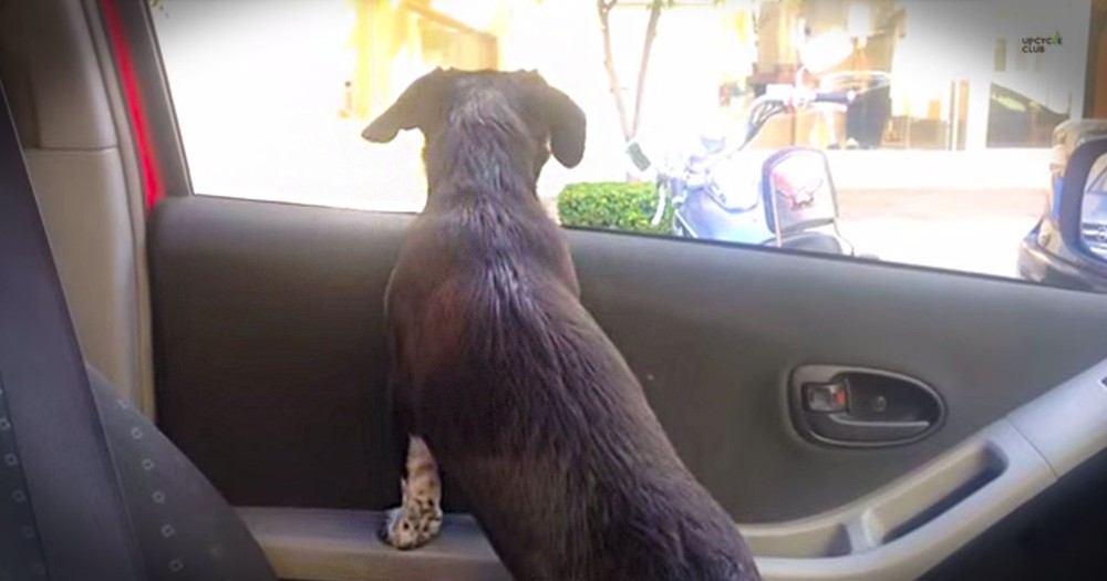 This Puppy Is SO Excited When She See's Her BFF! Just Look At That Happy Tail Wag!