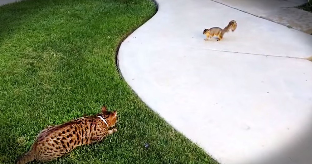 I Thought This Poor Squirrel Was Gonna Be Lunch. But Apparently, This Kitty Is A Serious Scaredy-Cat