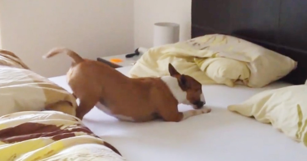 When You See What This Pup Does, You'll LOL. Apparently, Somebody REALLY Wanted On The Bed!