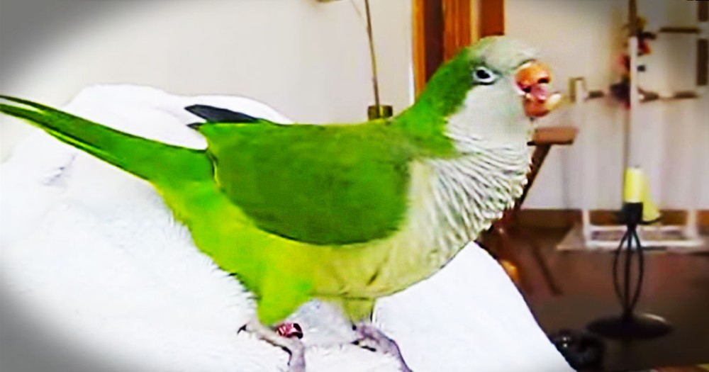 This Rescue Parrot Can't Stop Laughing. And When You Hear Him, You'll Be Cracking Up Too!