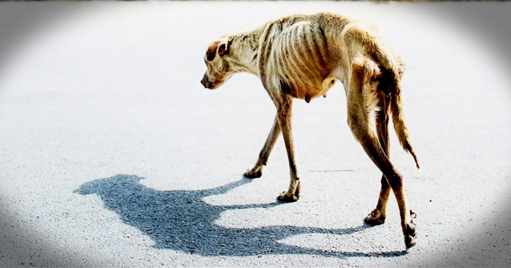 Starving Dog Is Rescued And Has A Touching Transformation