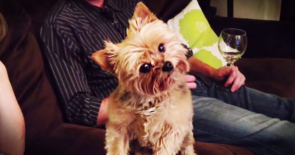 Funny Dog Is Really Curious About Thanksgiving