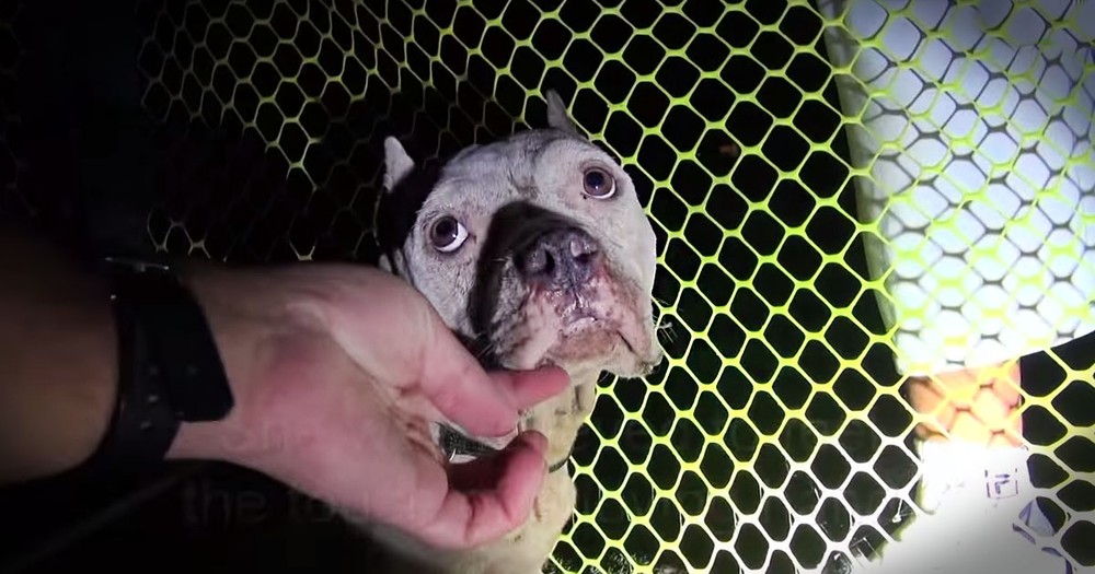 A Pitbull And Her Pups Get A Rescue With A Dramatic Twist