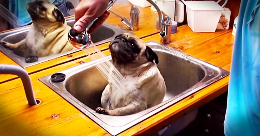 Pug Has Hilarious Reaction To Bath Time