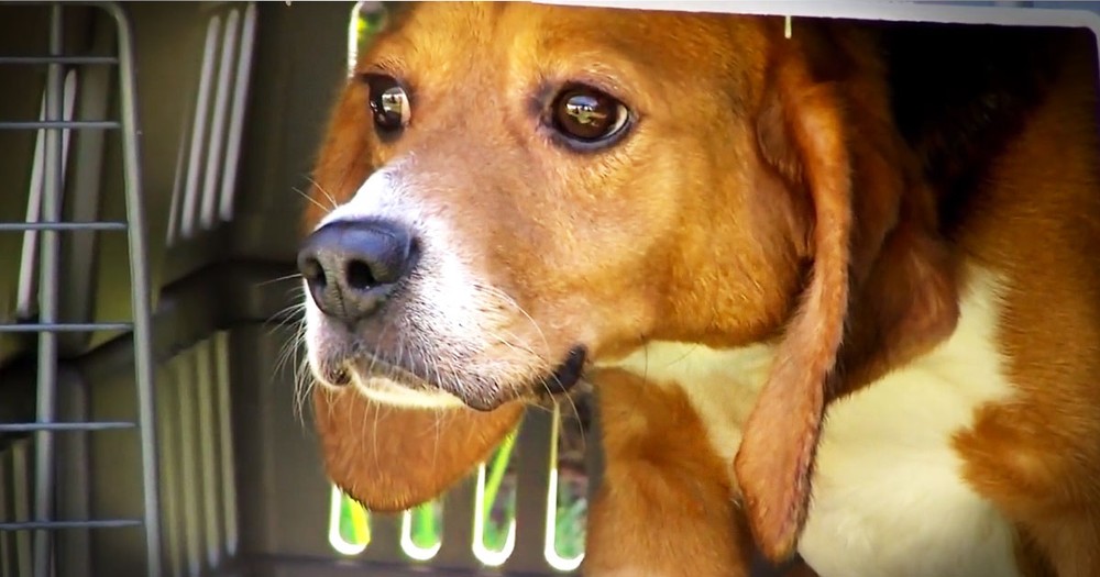 Beagles Are Rescued From Lives Of Animal Testing