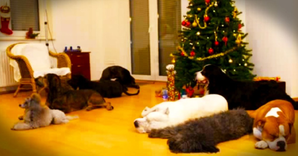 Sweet Dogs Leave A Christmas Surprise For Their Humans