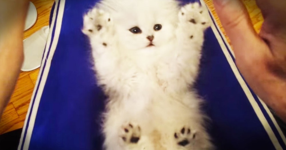 Cute Kitten REALLY Loves Her Tickles