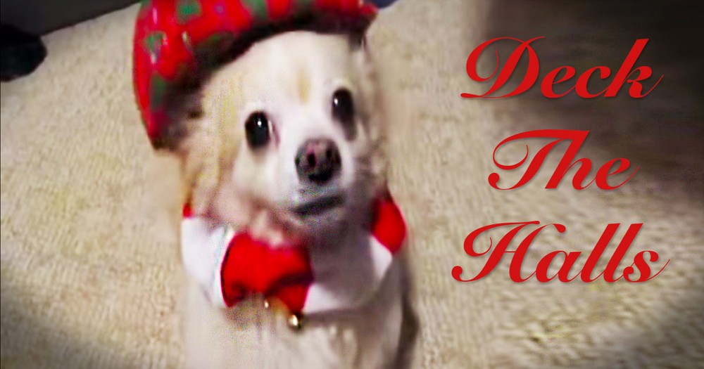 Cute Animals 'Sing' A Christmas Carol
