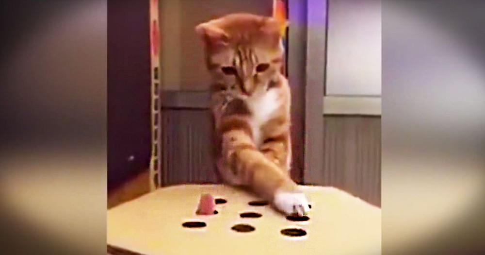 Kitty Plays Whack-A-Mole With Her Human