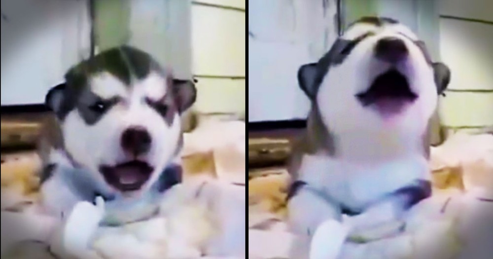 Husky Puppy Is Too Cute Being A 'Big Dog'