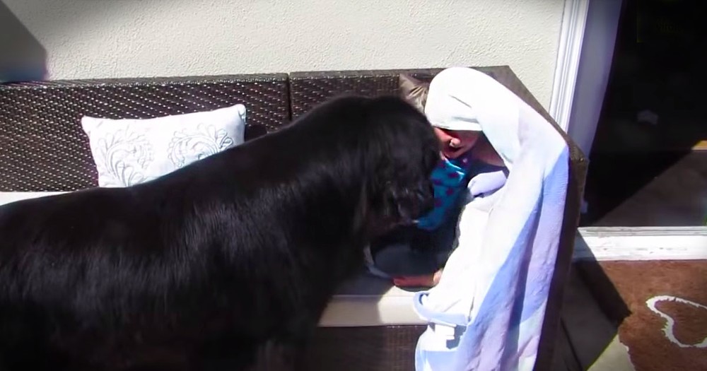 Clever Dog Finds a Toddler Hiding in Backyard