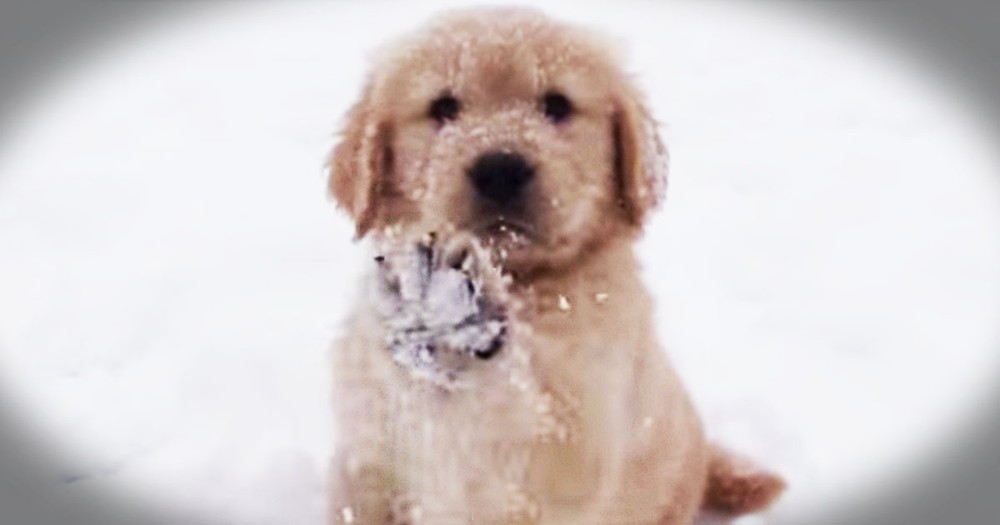 Puppy Enjoys Her First Romp In The Snow