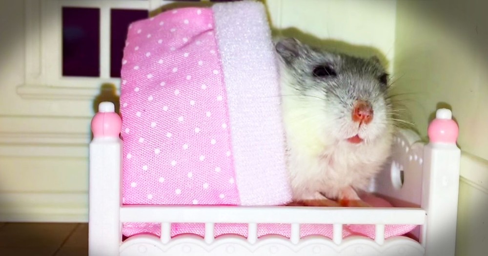 Hamster Gets An Adorable Bedtime Snuggle
