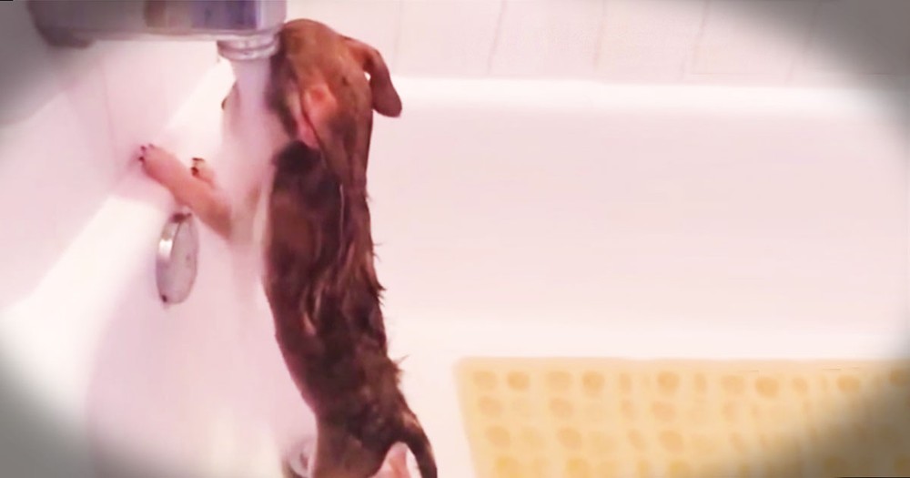 Adorable Pup Has Unusual Way To Take Shower