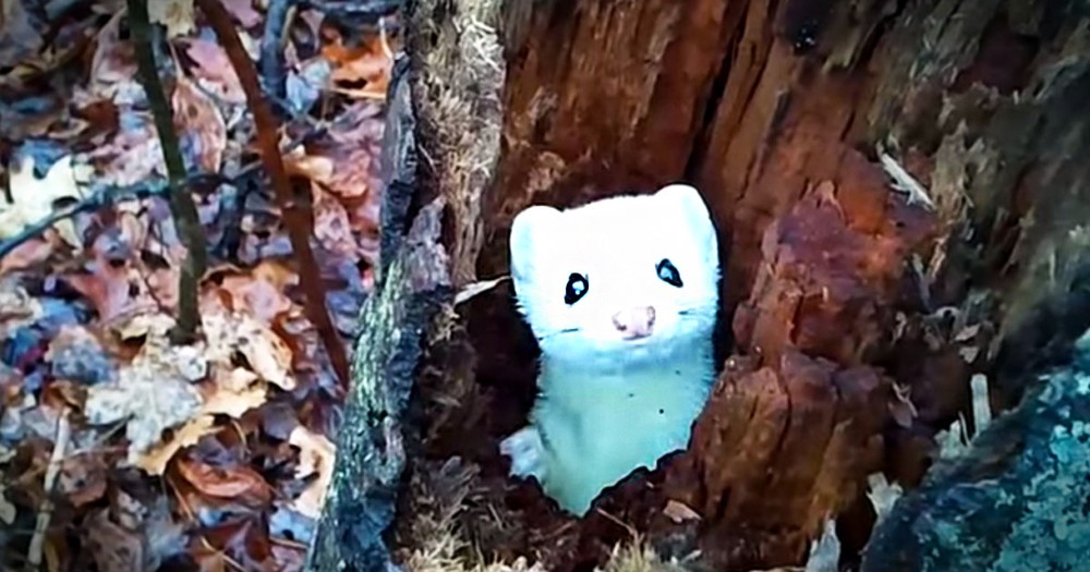 Adorable Ermine Plays World's Cutest Game Of Hide And Seek