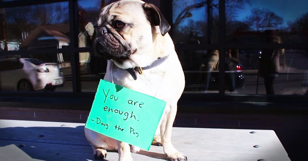 Cheerful Pup Brightens Day For People Feeling Low 