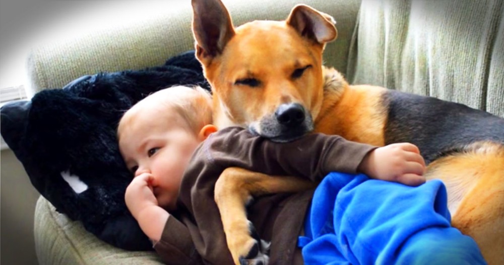 Adorable Dog Watches Over His Little Human Who Doesn't Feel Well