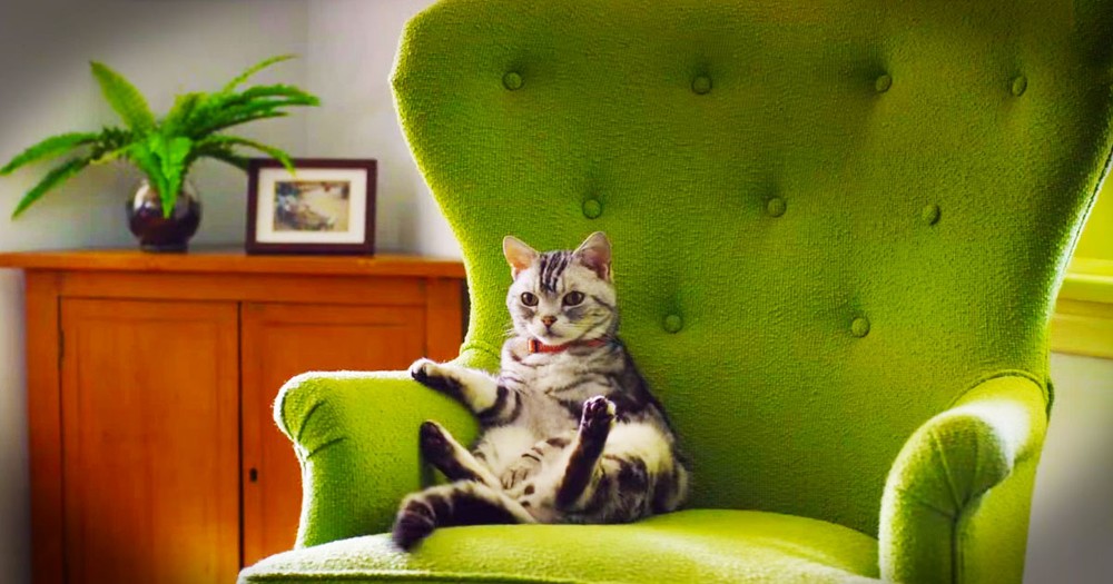 Kitty Explains Humans' Crazy Behavior During The 'Big Game'