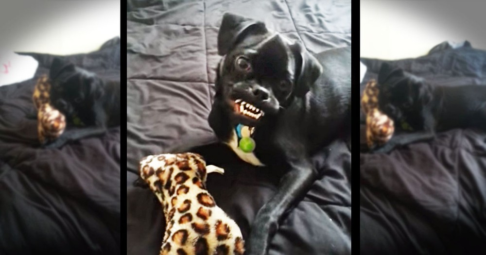 Pup Has BEST Reaction To His New Toy