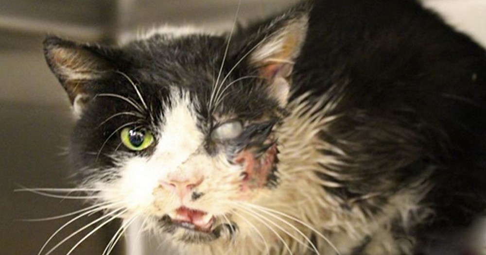 Miracle Cat Shocks Owner By Returning 5 Days After The Grave!