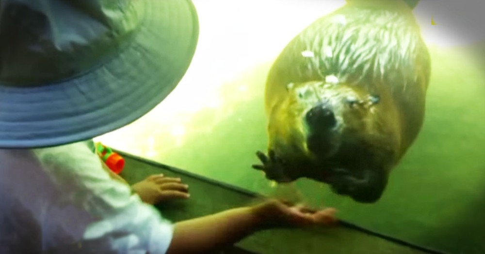 What This Beaver Does To Play With A Toddler Is Too Cute!