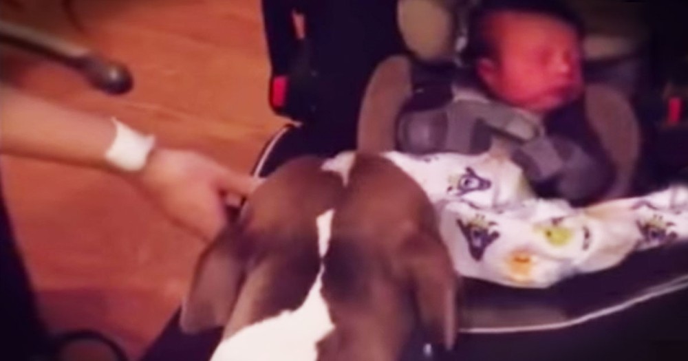 This Pup Just Met Her Baby Brother And It's ADORABLE