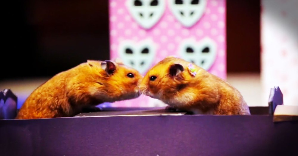 Tiny Hamsters Enjoy A Tiny Date--LOL