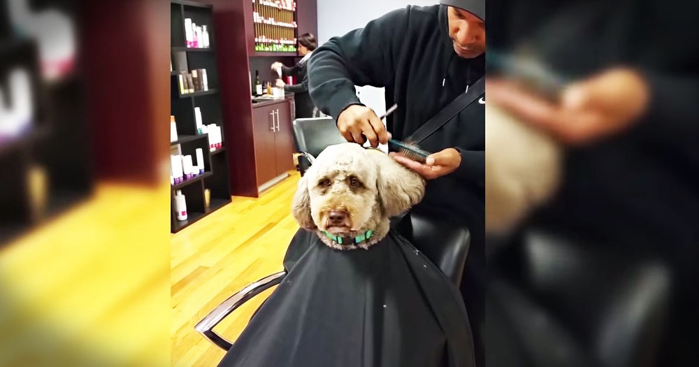 Barber And Pup Are The Cutest Pair!