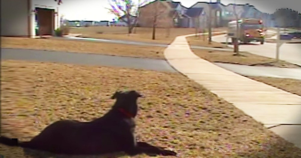 Patient Pup Adorably Waits For School Bus