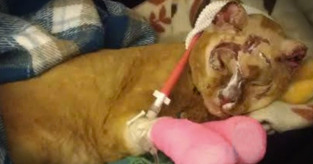 Kind Strangers Save Miracle Cat AND His Badly Burned Homeâ€”WOW!  