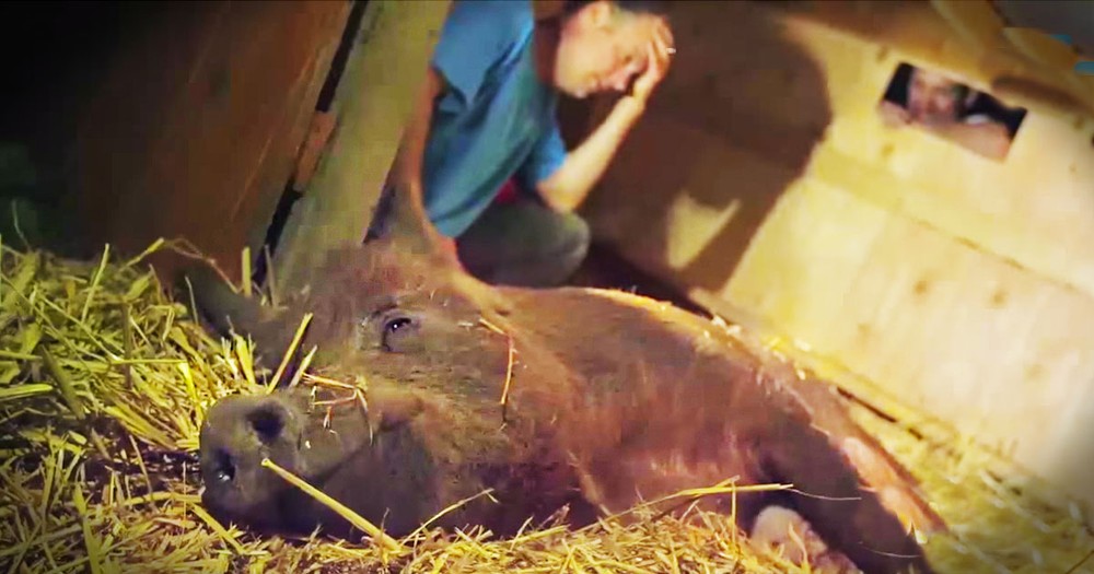 Moving Story Of A Pig's Miracle Recovery--Tears!