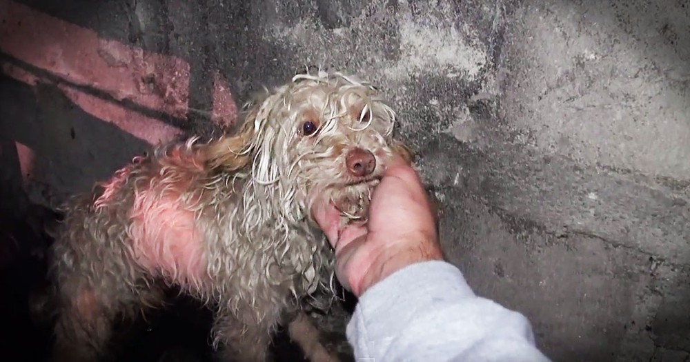 Poor Pup Gets Amazing Rescue From A Sewer Drain!