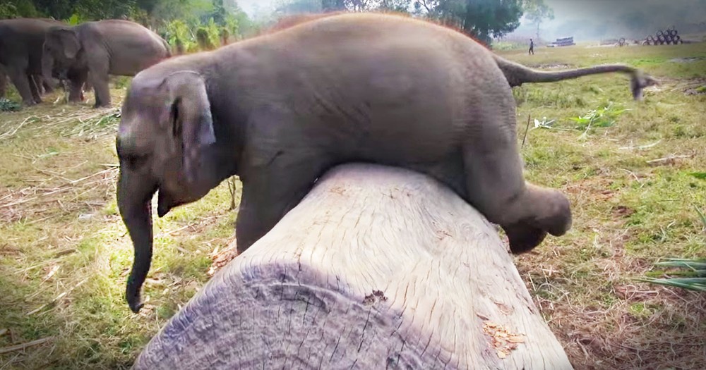 Baby Elephant At Play Will Make Your Day!