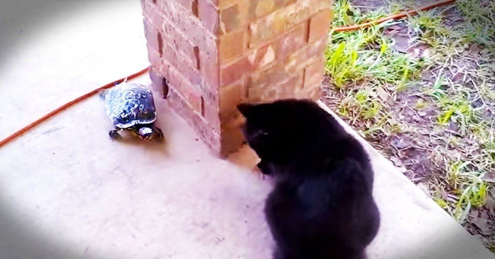 Unlikely Friends Play Cutest Game EVER--Aww!