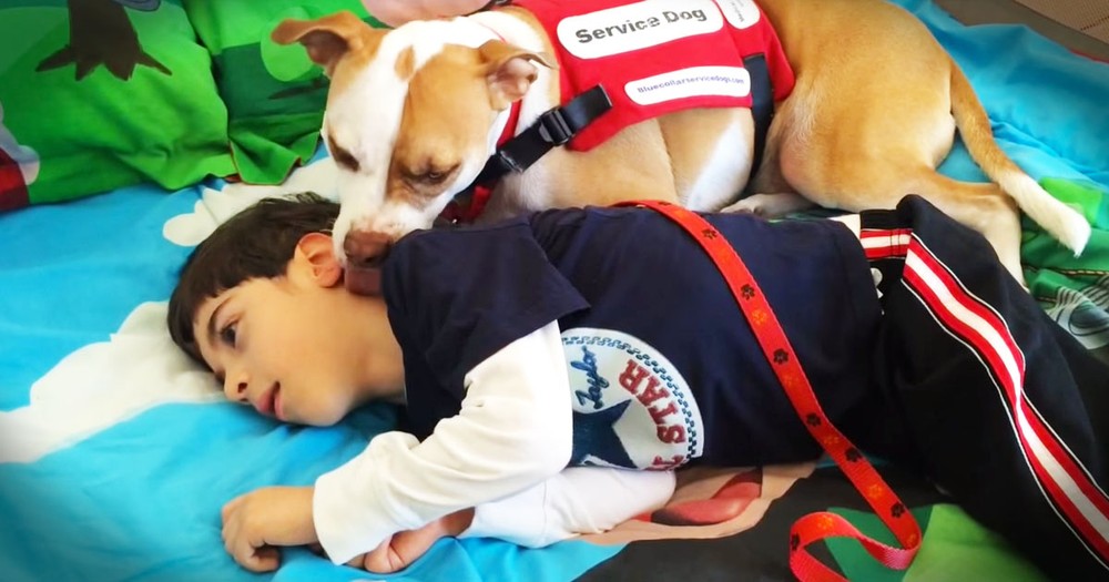 Little Boy's Service Dog Rejected From School Because Of Breed