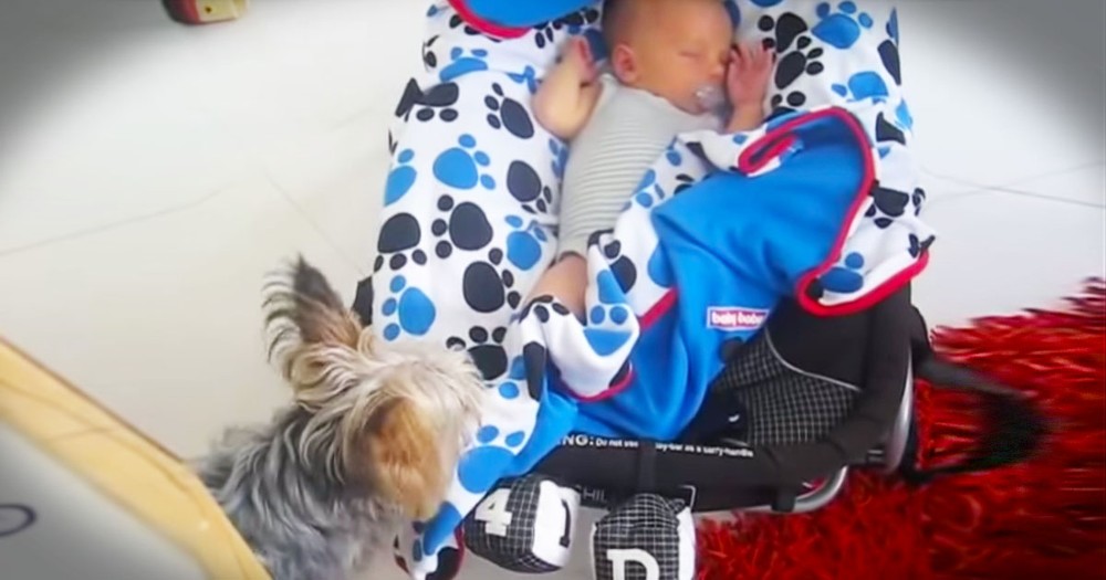 Yorkie Melts Hearts When He Does THIS For Baby!
