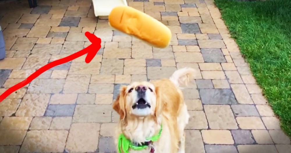 Dog Fails At Catching Food