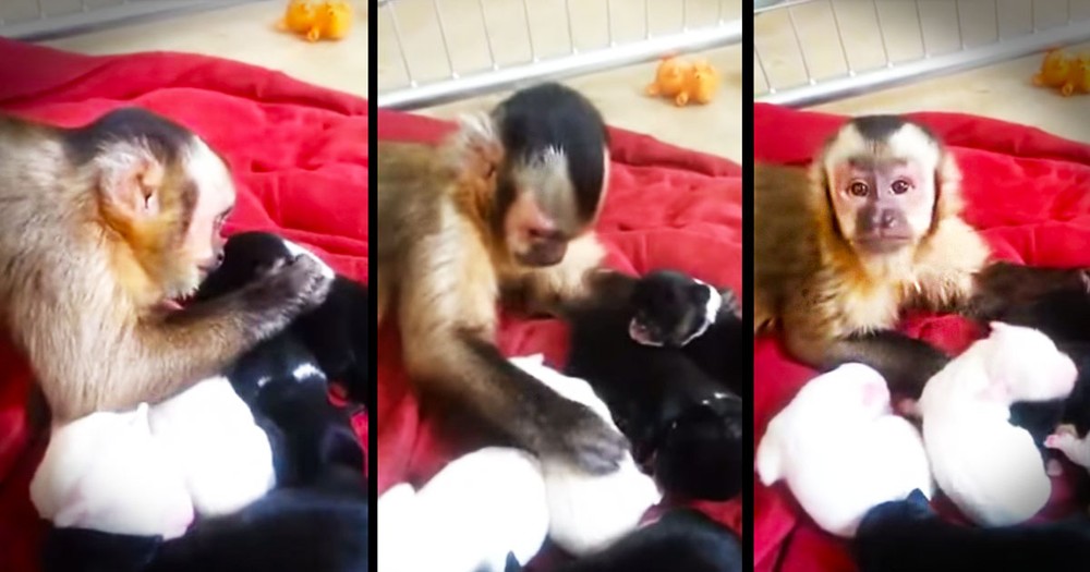 Apparently, This Monkey Loves His New Puppy BFFs--Aww!