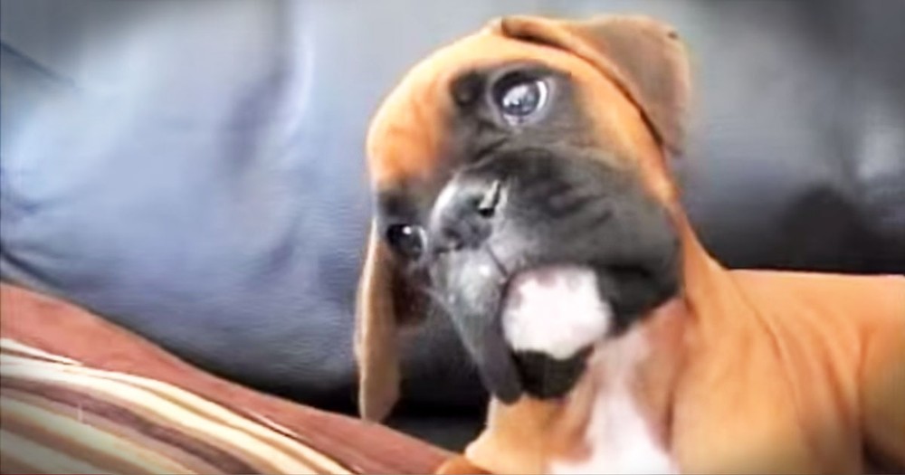 Apparently, This Boxer Pup Misses His Mommy!