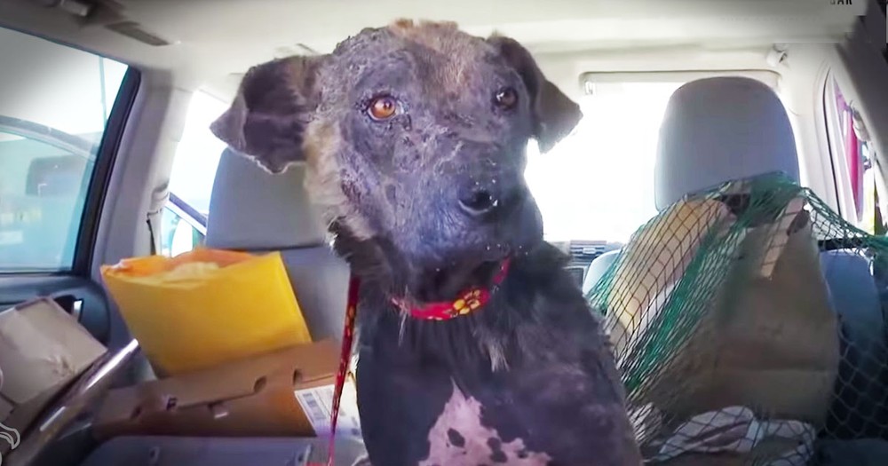 When These Abandoned Dogs Got A 2nd Chance. . .TEARS!