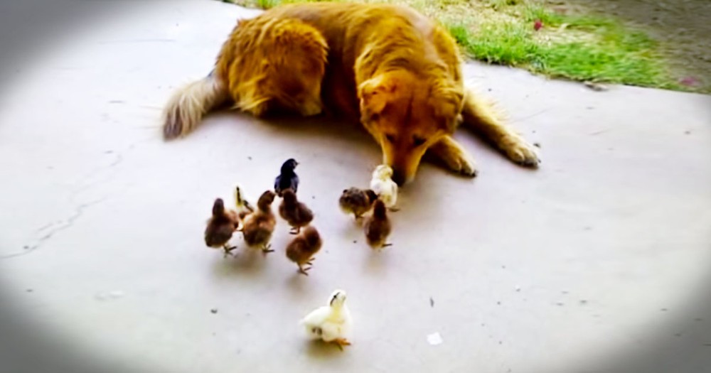 Apparently, Easter Came Early For This Pup And His 10 'Kids'