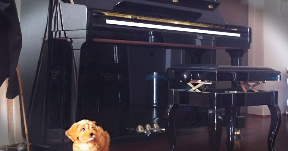 Apparently, This Pup LOVES The Piano--Aww!