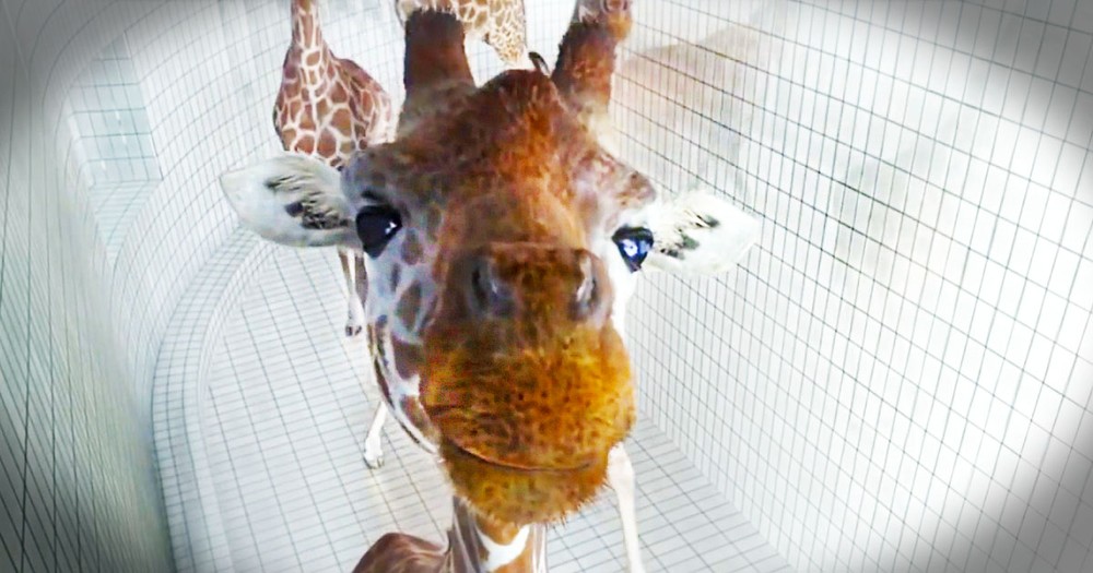 When These Giraffes Started, I Didn't Know What To Think. But By The End, I Wished This Was Real!