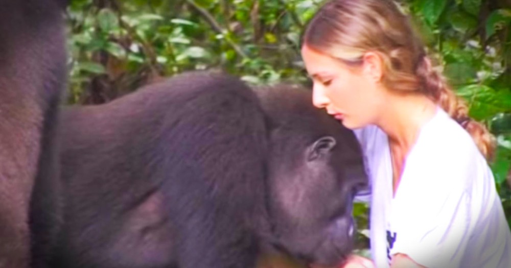 He Was Scared By What The Gorillas Might Do. Then THIS Happened--WHOA! 