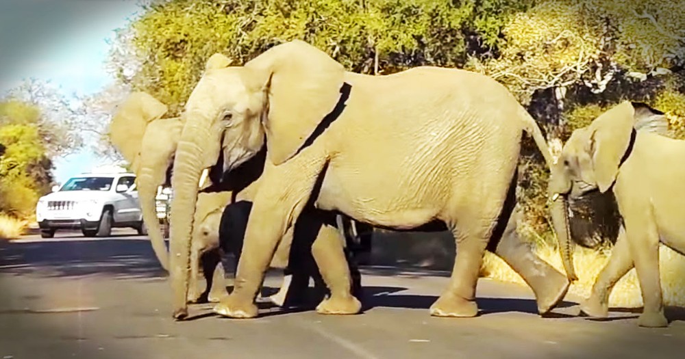 Why These Elephants Stop Traffic Will Have You Saying, AWWW!