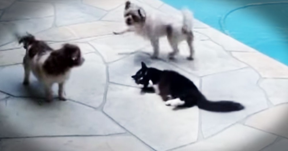 Puppies Got A Little TOO Friendly For This Kitty--LOL!