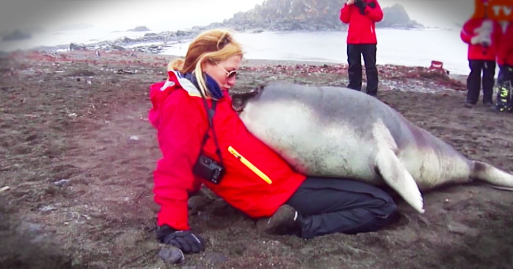 Apparently, This Baby Elephant Seal REALLY Wanted A Cuddle!